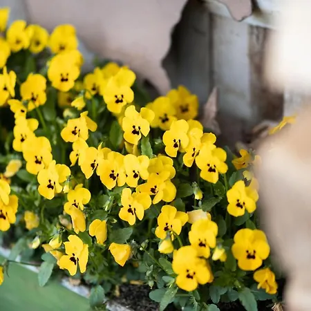 Apartamento Homann Sauerland *