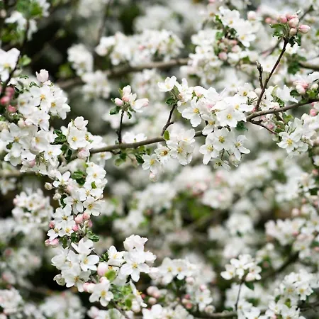 Apartamento Homann Sauerland *