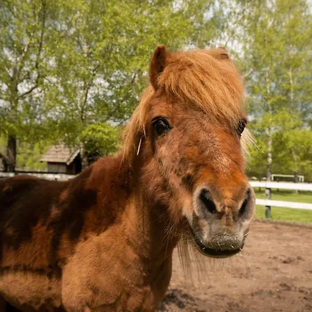 Homann Sauerland Apartamento Brilon