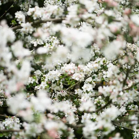 Homann Sauerland Apartamento