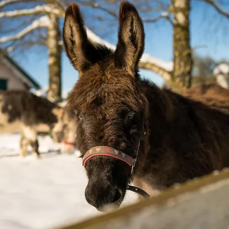 Apartamento Homann Sauerland Brilon