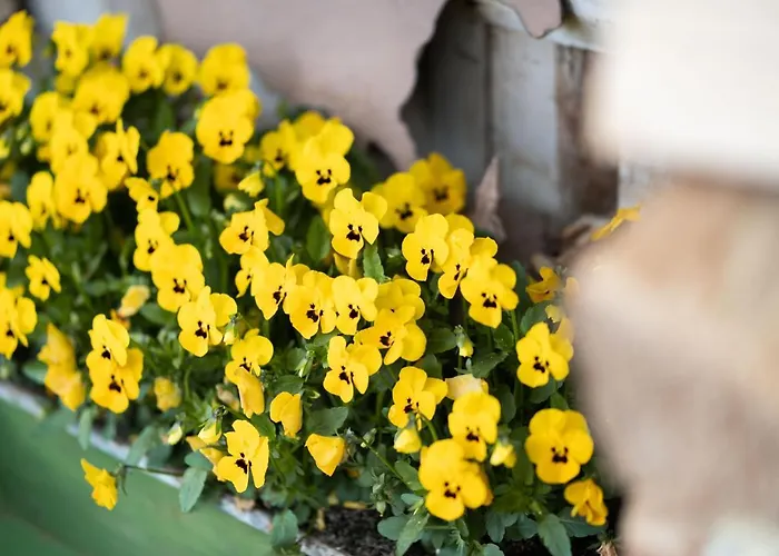 Apartment Homann Sauerland *