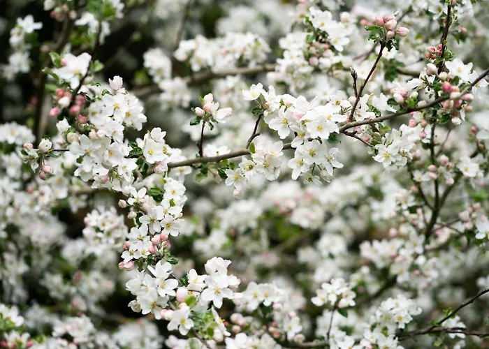 Apartment Homann Sauerland *