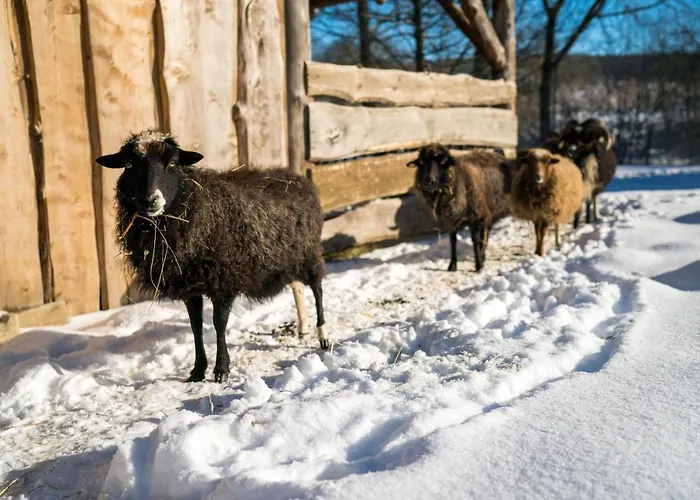 Daire Homann Sauerland Brilon