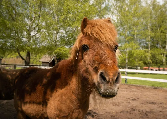 Homann Sauerland Apartment Brilon