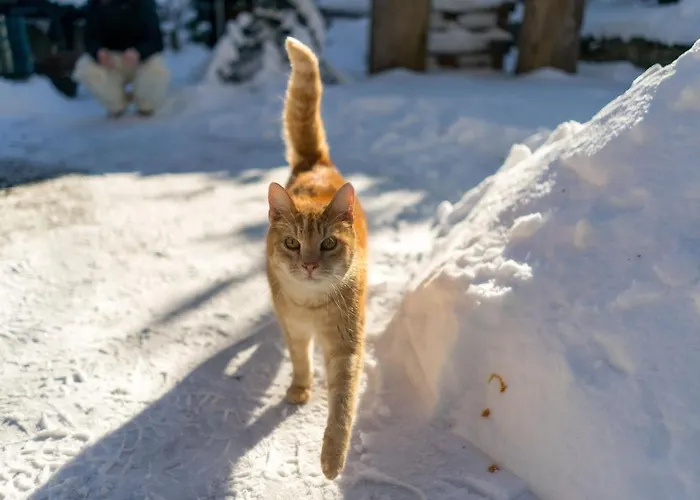 Homann Sauerland Apartment Brilon