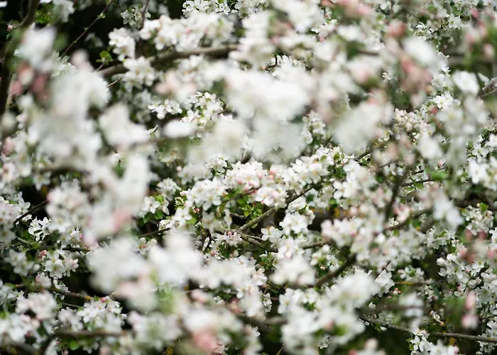 Homann Sauerland Apartment