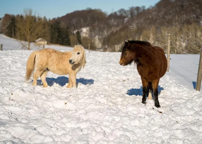 Homann Sauerland Brilon