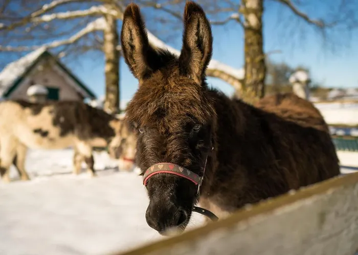 Apartment Homann Sauerland Brilon