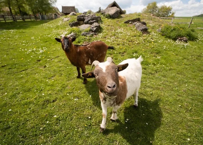 Homann Sauerland Daire Brilon