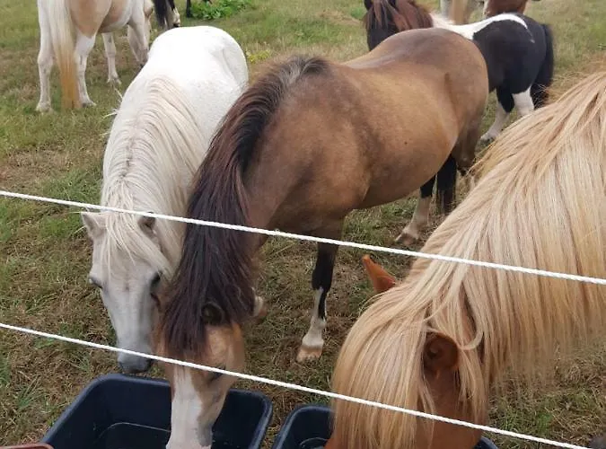 Homann Sauerland Apartment *