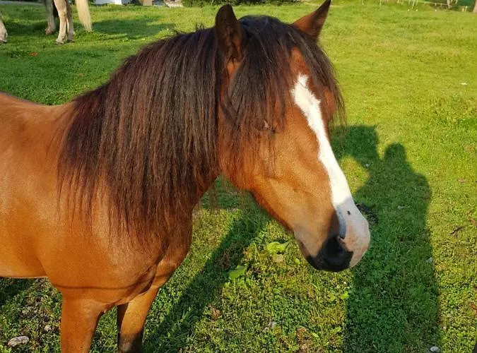 Homann Sauerland Apartment Brilon